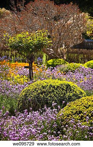 Myosotis is a genus of flowering plants in the family Boraginaceae that are commonly called Forget-me-nots View Large Photo Image Stock Photo - Myosotis is a genus of flowering plants in the family Boraginaceae that are commonly called Forget-me-nots. Fotosearch
