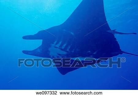 New caledonia noumea lagoon black manta ray swimming in the boulari channel View Large Photo Image Stock Image - New caledonia noumea lagoon black manta ray swimming in the boulari channel. Fotosearch