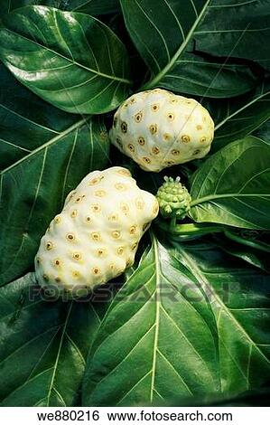 Stock Photograph - Noni on the tree. Fotosearch