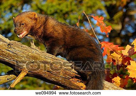 North American Marten climbing a dead tree showing teeth in an Autumn forest View Large Photo Image Picture - North American Marten climbing a dead tree showing teeth in an Autumn forest. Fotosearch