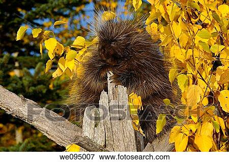 North American Porcupine climbing a dead tree with yellow Birch leaves and evergreens in Autumn View Large Photo Image Stock Photo - North American Porcupine climbing a dead tree with yellow Birch leaves and evergreens in Autumn. Fotosearch