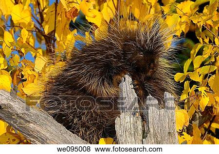 Stock Photo - North American Porcupine holding on to a dead tree stump with yellow Birch leaves in the Fall. Fotosearch