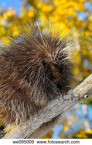 North American Porcupine on a dead tree limb with yellow birch leaves in the Fall View Large Photo Image Stock Photo - North American Porcupine on a dead tree limb with yellow birch leaves in the Fall. Fotosearch
