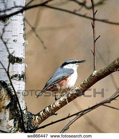 Nuthatch Sitta europaea View Large Photo Image Stock Photo - Nuthatch Sitta europaea. Fotosearch