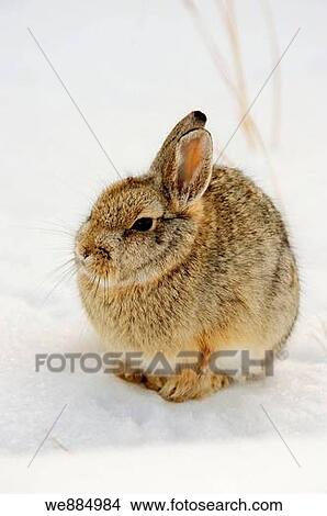 NuttallÆs Cottontail Sylvilagus nuttallii in winter habitat, Theodore Roosevelt National Park View Large Photo Image Picture - NuttallÆs Cottontail Sylvilagus nuttallii in winter habitat, Theodore Roosevelt National Park. Fotosearch