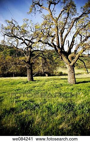 OAK TREES IN THE TALL GRASS View Large Photo Image Stock Image - OAK TREES IN THE TALL GRASS. Fotosearch