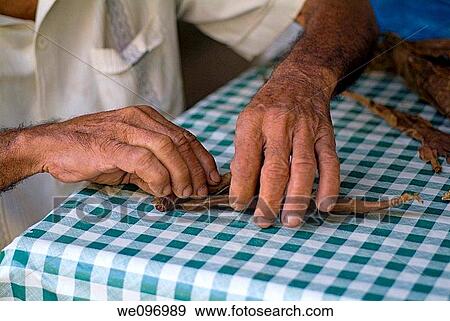 Old Cuban man s hands rolling a cigar for guests, Vinales, Cuba View Large Photo Image Stock Photo - Old Cuban man s hands rolling a cigar for guests, Vinales, Cuba. Fotosearch