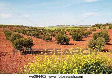 Olive grove. Alhambra, Ciudad Real province, Castilla La Mancha, Spain. View Large Photo Image Stock Image - Olive grove. Alhambra, Ciudad Real province, Castilla La Mancha, Spain.. Fotosearch
