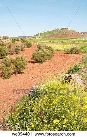 Olive grove and overview. Alhambra, Ciudad Real province, Castilla La Mancha, Spain. View Large Photo Image Stock Image - Olive grove and overview. Alhambra, Ciudad Real province, Castilla La Mancha, Spain.. Fotosearch