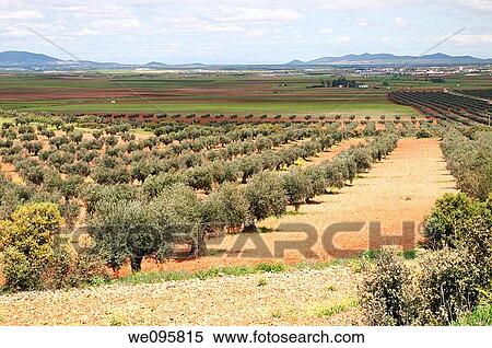 Olive grove. Los Y? benes, Toledo province, Castilla La Mancha, Spain. View Large Photo Image Stock Photography - Olive grove. Los Y? benes, Toledo province, Castilla La Mancha, Spain.. Fotosearch