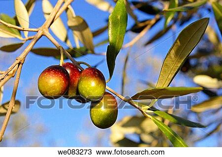 Olive tree, Italy View Large Photo Image Stock Image - Olive tree, Italy. Fotosearch