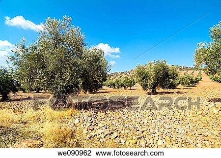 Olives in the town of Los Yebenes. Castilla la Mancha. Spain. Europe. View Large Photo Image Stock Image - Olives in the town of Los Yebenes. Castilla la Mancha. Spain. Europe.. Fotosearch