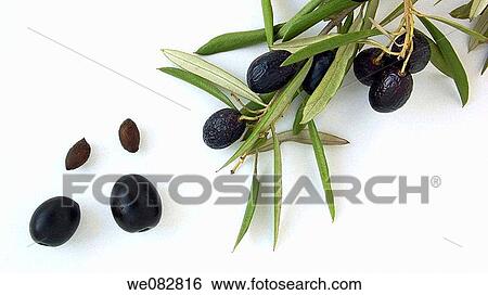 Olives, Olive branch with olives and bones View Large Photo Image Stock Photograph - Olives, Olive branch with olives and bones. Fotosearch