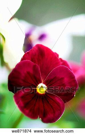 One Burgundy Pansy Flower Viola x wittrockiana May 2008 Maryland, USA View Large Photo Image Picture - One Burgundy Pansy Flower Viola x wittrockiana May 2008 Maryland, USA. Fotosearch