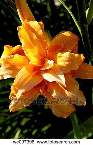 Stock Photo - One orange double daylily in the light. Fotosearch