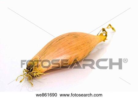 One shallot on white background View Large Photo Image Stock Image - One shallot on white background. Fotosearch