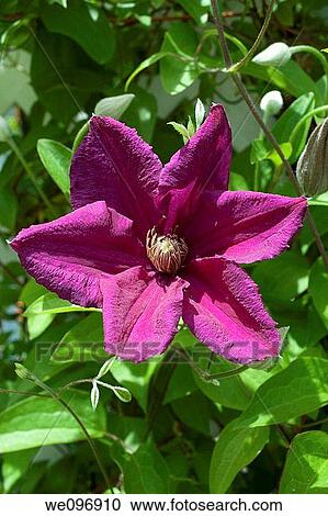 Stock Image - One vibrant purple clematis blooming in the sun. Fotosearch