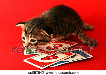 one week old kitten on red background View Large Photo Image Stock Image - one week old kitten on red background. Fotosearch