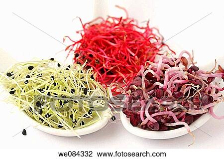 Stock Image - Onion, beetroot and radish sprouts. Fotosearch