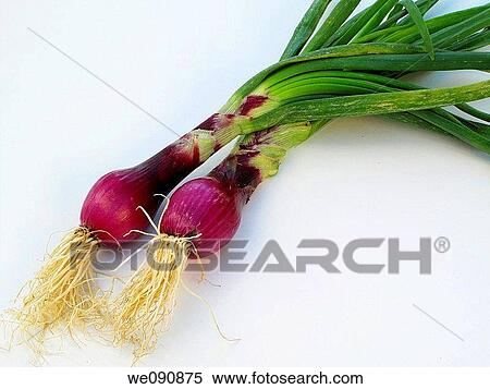 Onions View Large Photo Image Stock Photography - Onions. Fotosearch