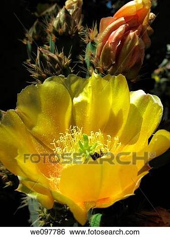 Opuntia flowers View Large Photo Image Stock Photograph - Opuntia flowers. Fotosearch