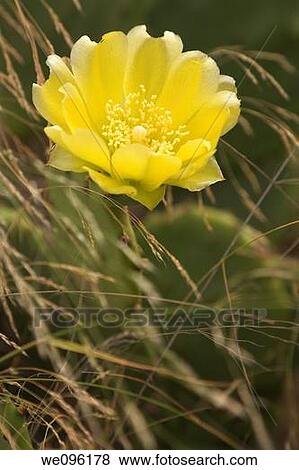 Opuntia, Yellow Flower View Large Photo Image Stock Photo - Opuntia, Yellow Flower. Fotosearch