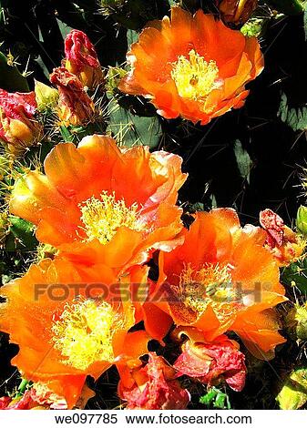 Opuntias, View Large Photo Image Stock Photography - Opuntias,. Fotosearch