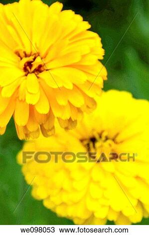 Orange and yellow Calendulas View Large Photo Image Stock Image - Orange and yellow Calendulas. Fotosearch