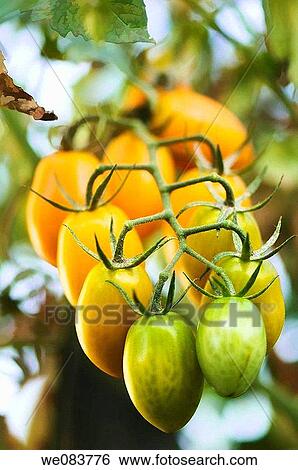 Orange Cherry Totamoes Ripening on a Garden Plant. Solanum lycopersicon. August 2008, Maryland, USA View Large Photo Image Stock Photograph - Orange Cherry Totamoes Ripening on a Garden Plant. Solanum lycopersicon. August 2008, Maryland, USA. Fotosearch