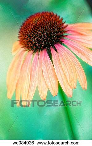 Orange Coneflower, Echenacea hybrid View Large Photo Image Stock Photograph - Orange Coneflower, Echenacea hybrid. Fotosearch