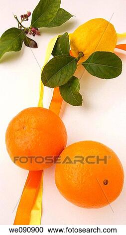 Orange, lemon and orange blossom View Large Photo Image Stock Image - Orange, lemon and orange blossom. Fotosearch