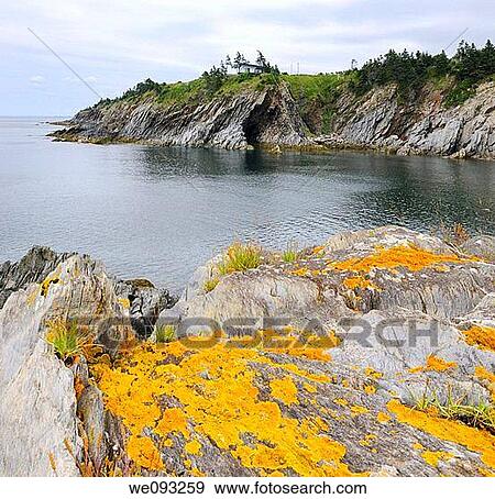 Orange lichen on the sea cliffs of Smugglers Cove Provincial Park Nova Scotia View Large Photo Image Stock Photo - Orange lichen on the sea cliffs of Smugglers Cove Provincial Park Nova Scotia. Fotosearch