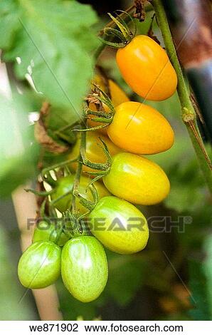 Orange Plum Tomatos Growing on a Garden Vine. Solanum lycopersicon. July 2008, Maryland, USA View Large Photo Image Stock Image - Orange Plum Tomatos Growing on a Garden Vine. Solanum lycopersicon. July 2008, Maryland, USA. Fotosearch