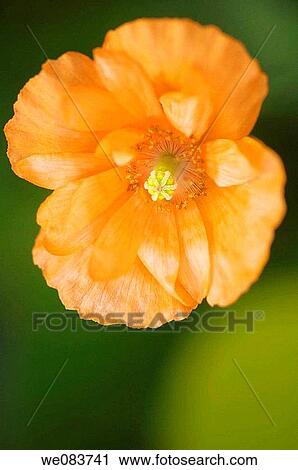 Stock Image - Orange Poppy Close_up. Papaver ruprifragum? Tangerine Parfait?.. Fotosearch