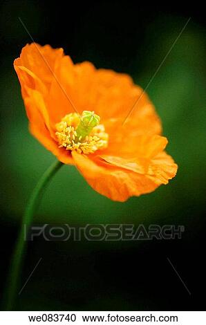 Orange Poppy. Papaver ruprifragum? Tangerine Parfait?. View Large Photo Image Stock Image - Orange Poppy. Papaver ruprifragum? Tangerine Parfait?.. Fotosearch