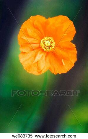 Orange Poppy. Papaver ruprifragum? Tangerine Parfait?. View Large Photo Image Stock Photography - Orange Poppy. Papaver ruprifragum? Tangerine Parfait?.. Fotosearch