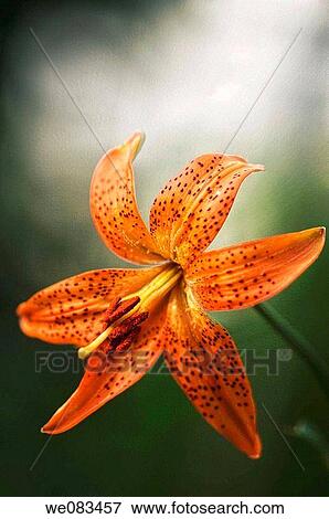 Orange Tiger Lily. Lilium hybrid. June 2008, Maryland, USA View Large Photo Image Stock Photo - Orange Tiger Lily. Lilium hybrid. June 2008, Maryland, USA. Fotosearch