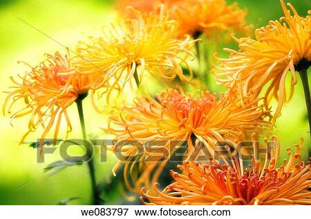 Stock Photo - Orange Yellow Chrysanthemums in Full Bloom. Dendranthema grandiflora.. Fotosearch