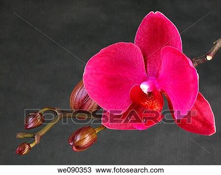 Orchid (Phalaenopsis sp. ) View Large Photo Image Stock Image - Orchid (Phalaenopsis sp. ). Fotosearch
