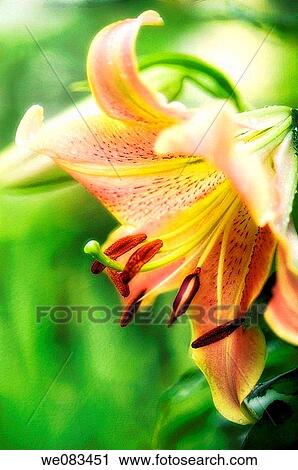 Orienpet Lily. Lilium hybrid. July 2008, Maryland, USA View Large Photo Image Stock Image - Orienpet Lily. Lilium hybrid. July 2008, Maryland, USA. Fotosearch