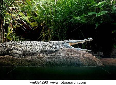Orinoco crocodile in the Miami Metro zoo, Miami, Florida, USA View Large Photo Image Stock Image - Orinoco crocodile in the Miami Metro zoo, Miami, Florida, USA. Fotosearch