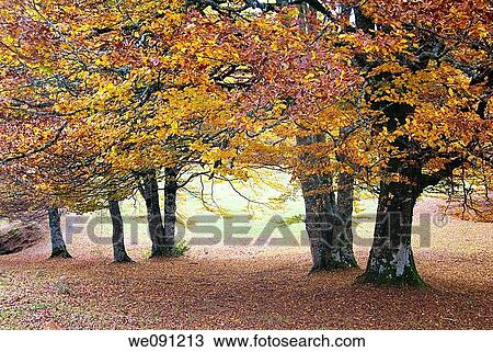 Oto±o en la Sierra de Aralar Navarra Espa±a View Large Photo Image Stock Image - Oto±o en la Sierra de Aralar Navarra Espa±a. Fotosearch