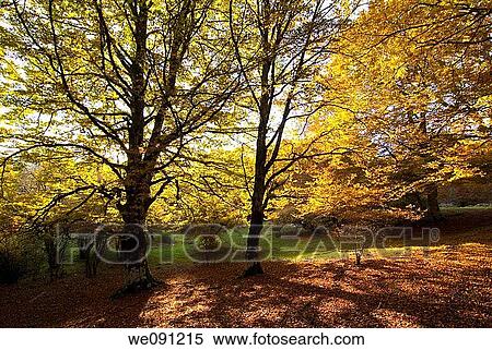 Stock Photography - Oto±o en la Sierra de Aralar Navarra Espa±a. Fotosearch