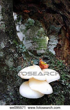 Oudemansiella mucida on Fagus sylvatica. Teverga. Asturias. Spain View Large Photo Image Stock Image - Oudemansiella mucida on Fagus sylvatica. Teverga. Asturias. Spain. Fotosearch