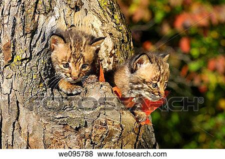 Pair of frightened Bobcat kittens peeking out from the hollow of a tree in Autumn View Large Photo Image Stock Photo - Pair of frightened Bobcat kittens peeking out from the hollow of a tree in Autumn. Fotosearch