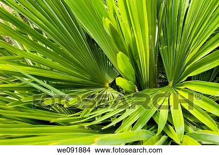 Picture - Palm Frond abstract green background texture. Fotosearch