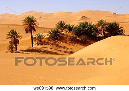 Stock Photo - Palm trees growing in the hot desert sand, Mandara valley, Awbari Sand Sea, Sahara desert, Libya. Fotosearch