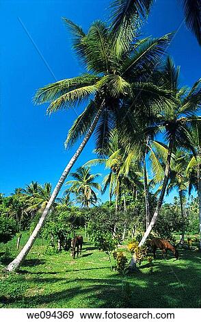 Palm trees La Altagracia province, Dominican republic, Caribbean View Large Photo Image Stock Photo - Palm trees La Altagracia province, Dominican republic, Caribbean. Fotosearch