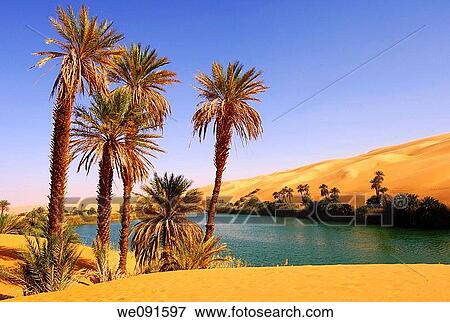 Palm trees on the bank of the Um el Maa lake in the Awbari sand sea, Sahara desert, Libya View Large Photo Image Stock Photo - Palm trees on the bank of the Um el Maa lake in the Awbari sand sea, Sahara desert, Libya. Fotosearch