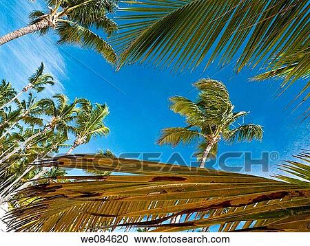 palmeras en Punta Cana, Rep·blica Dominicana View Large Photo Image Stock Image - palmeras en Punta Cana, Rep·blica Dominicana. Fotosearch